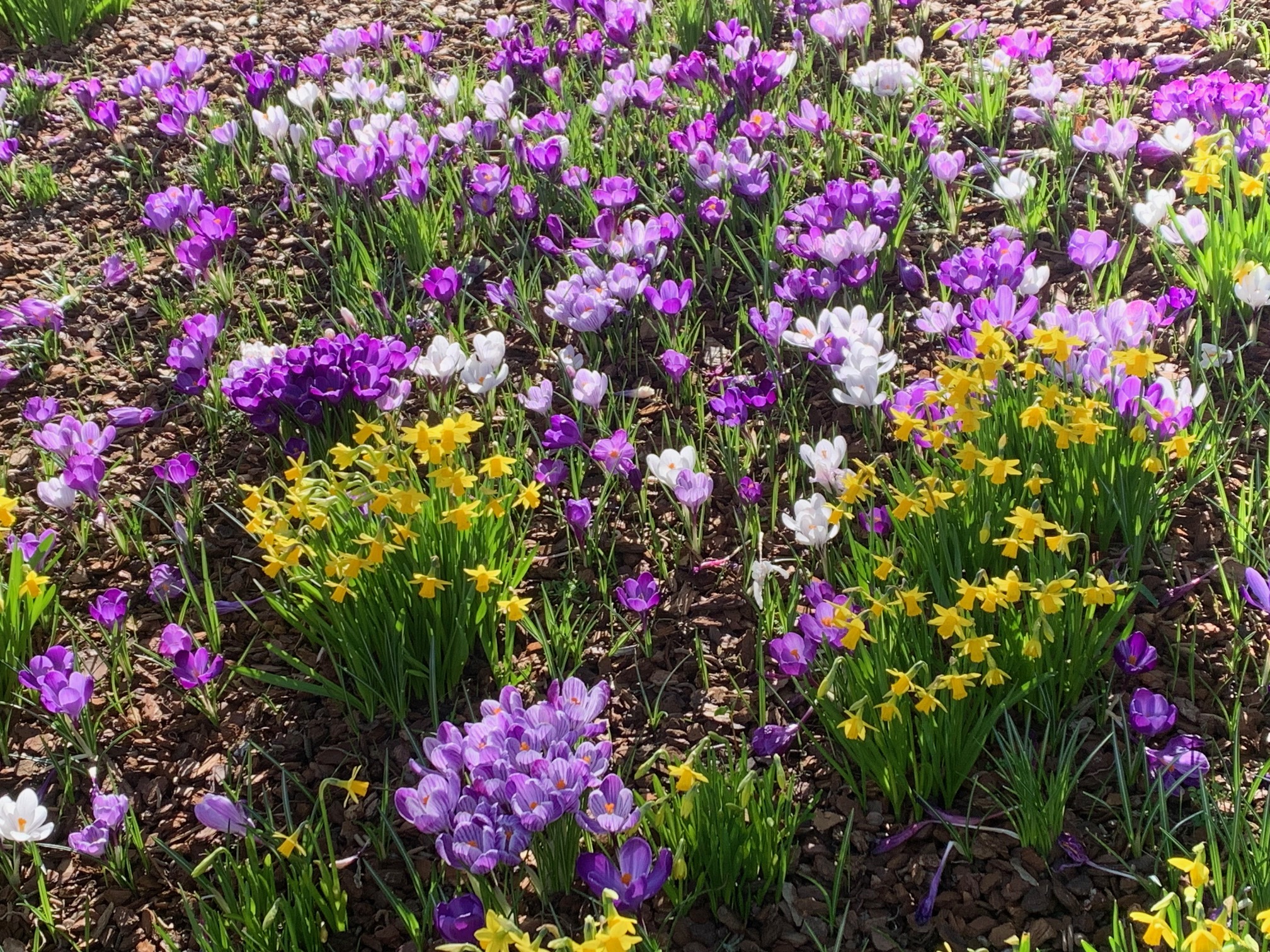 IMG 3869 Frühling26